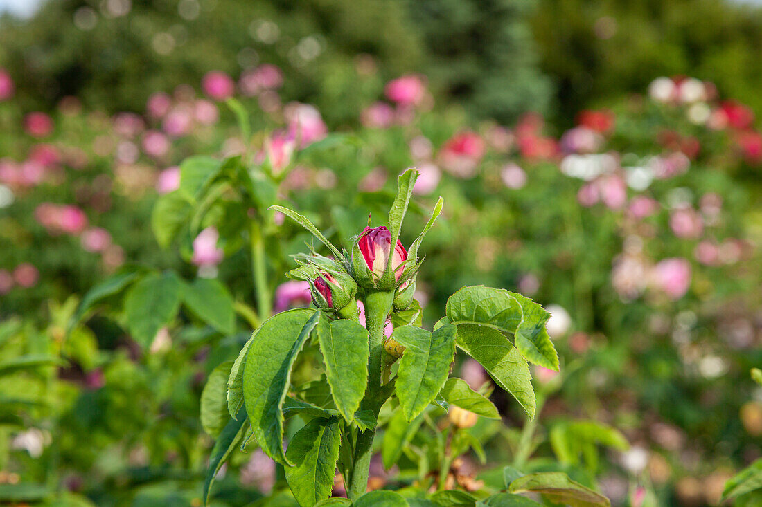 Rosa 'Comte de Mortemart'