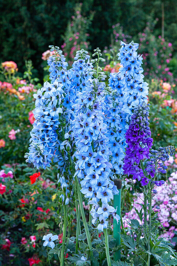 Delphinium x elatum, light blue