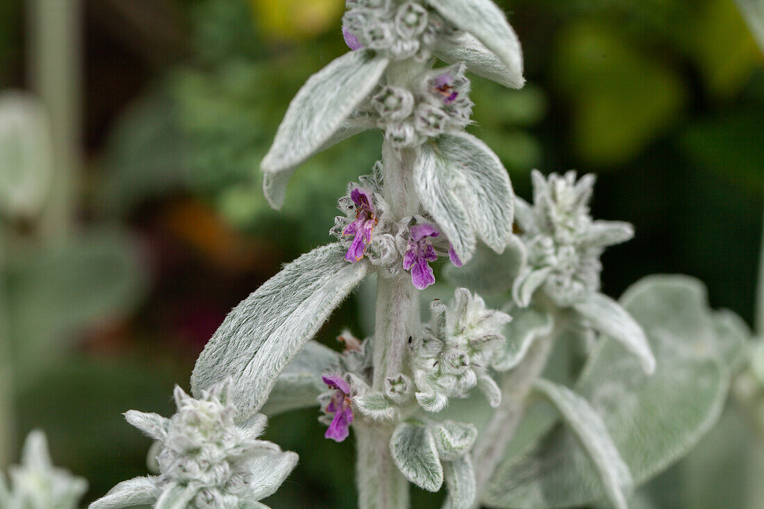 Stachys byzantina