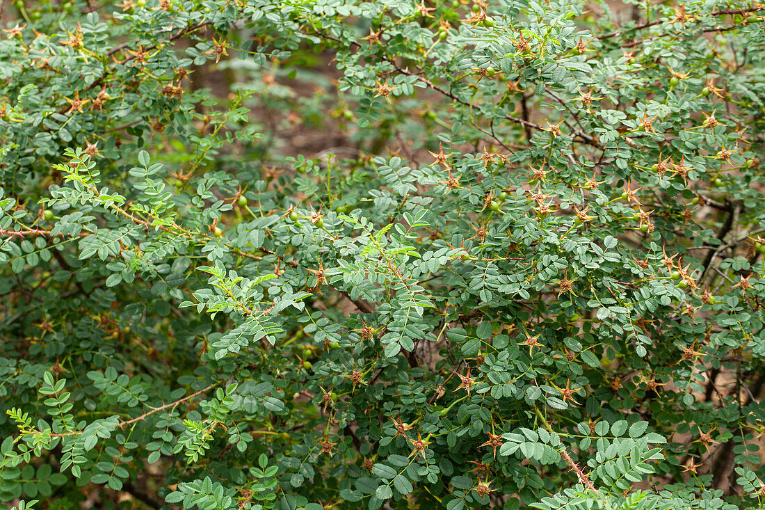 Rosa spinosissima