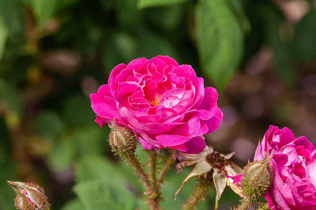 Rosa x centifolia 'William Lobb'