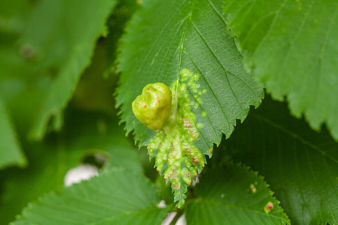 Leaf galls