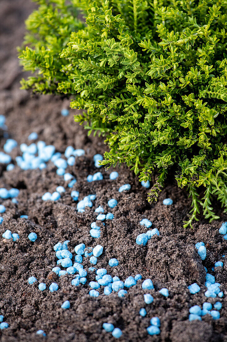 Fertiliser - Blue grain