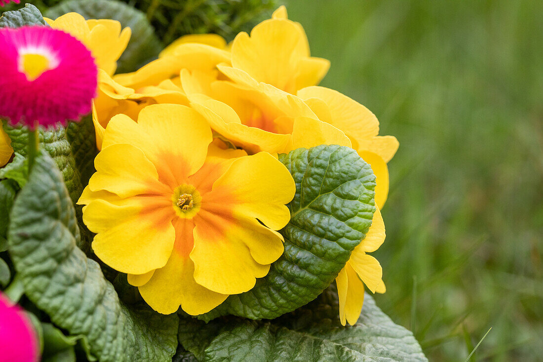 Primula vulgaris, gelb