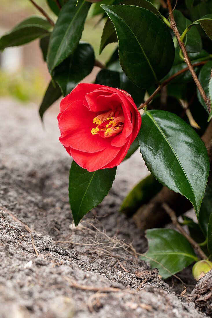 Camellia japonica, rot