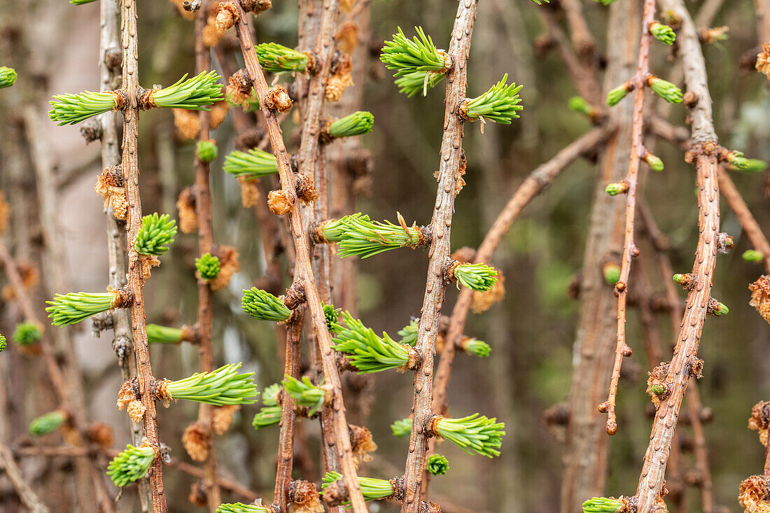 Larix decidua 'Pendula'