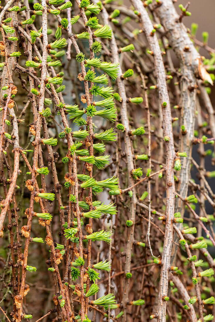 Larix decidua 'Pendula'