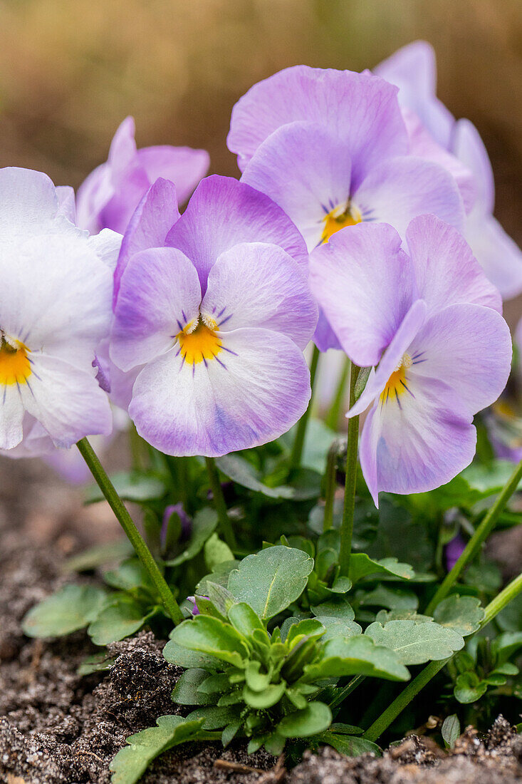 Viola cornuta, white-purple