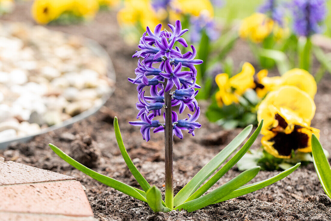 Hyacinthus orientalis, blauviolett