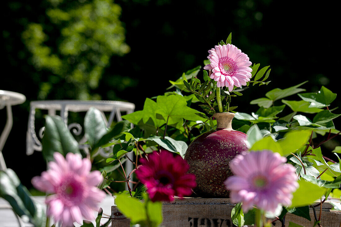 Gerbera