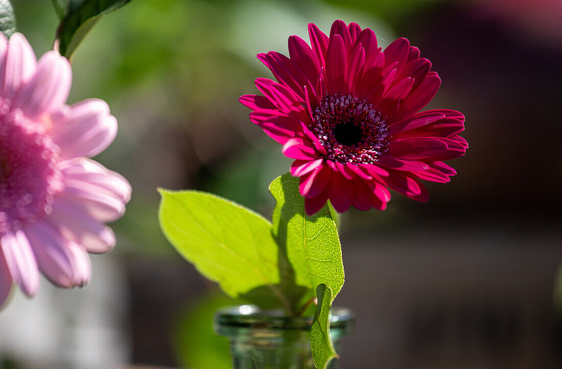 Gerbera