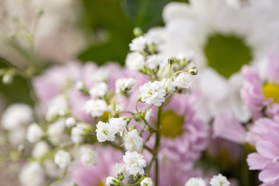 Schnittblumenstrauß