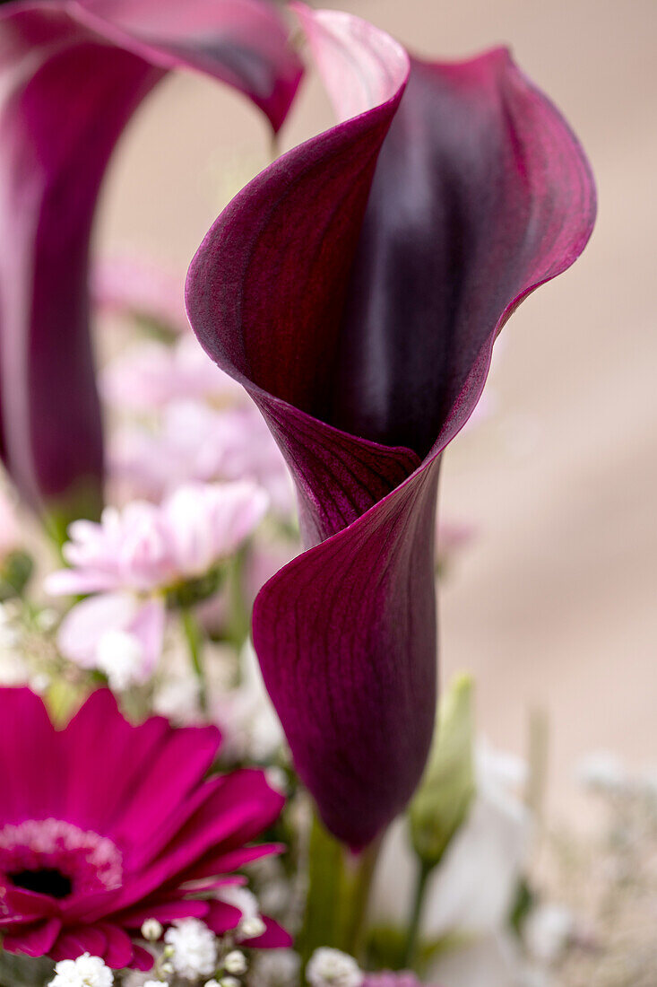 Bouquet of cut flowers