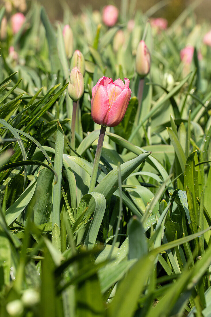 Tulipa, pink