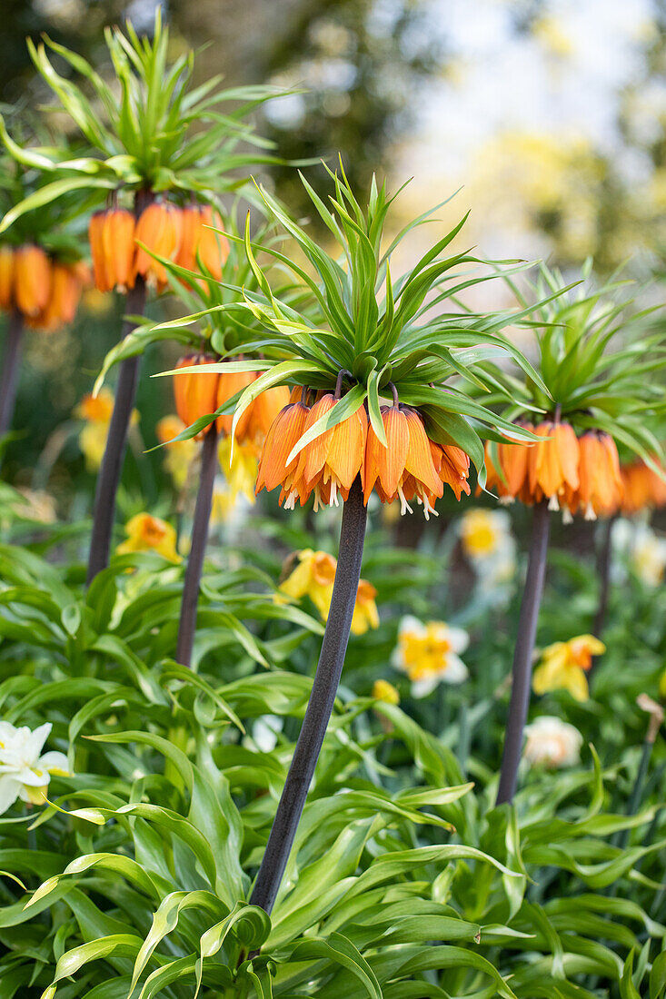 Fritillaria imperialis