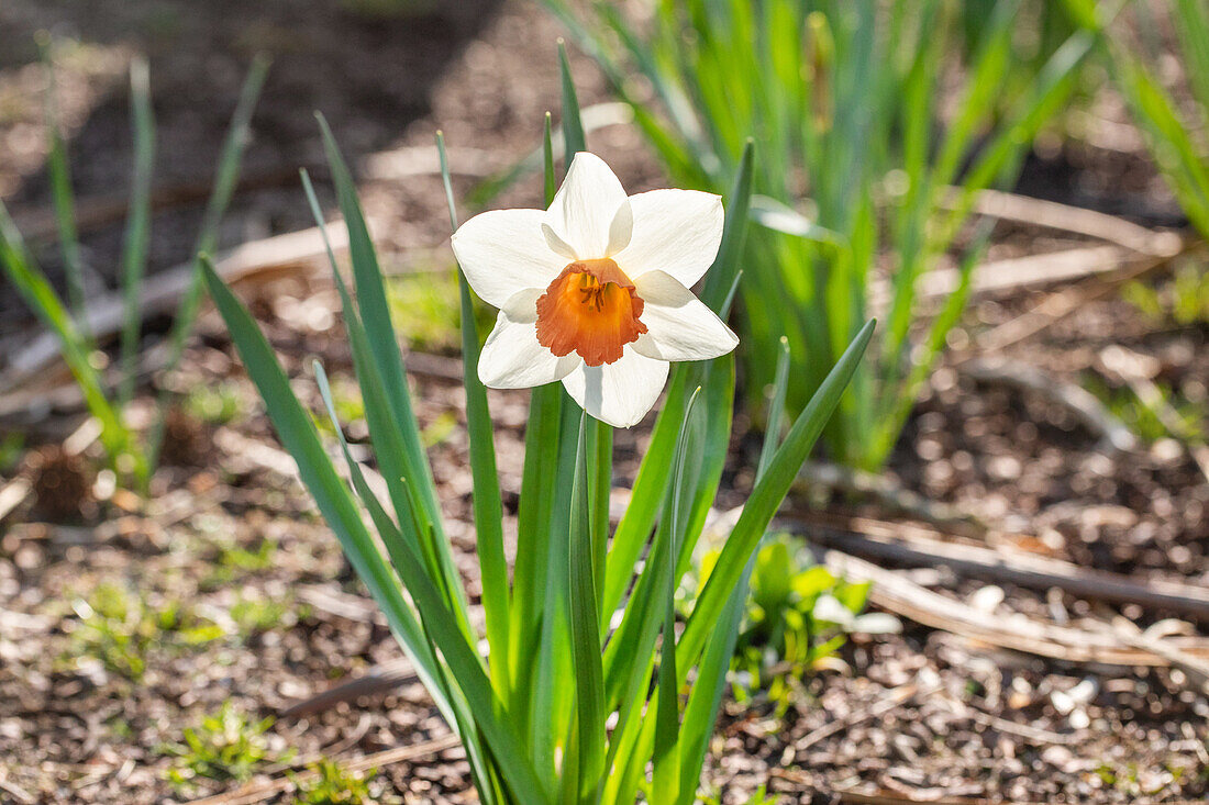 Narcissus, white-orange