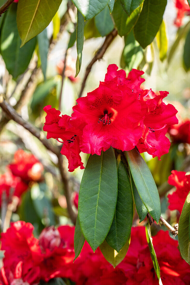Rhododendron 'Taurus'