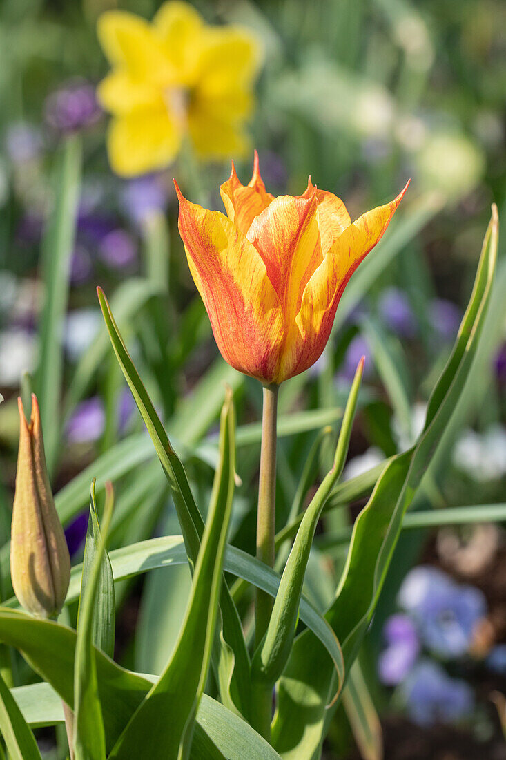 Tulipa lily-flowered