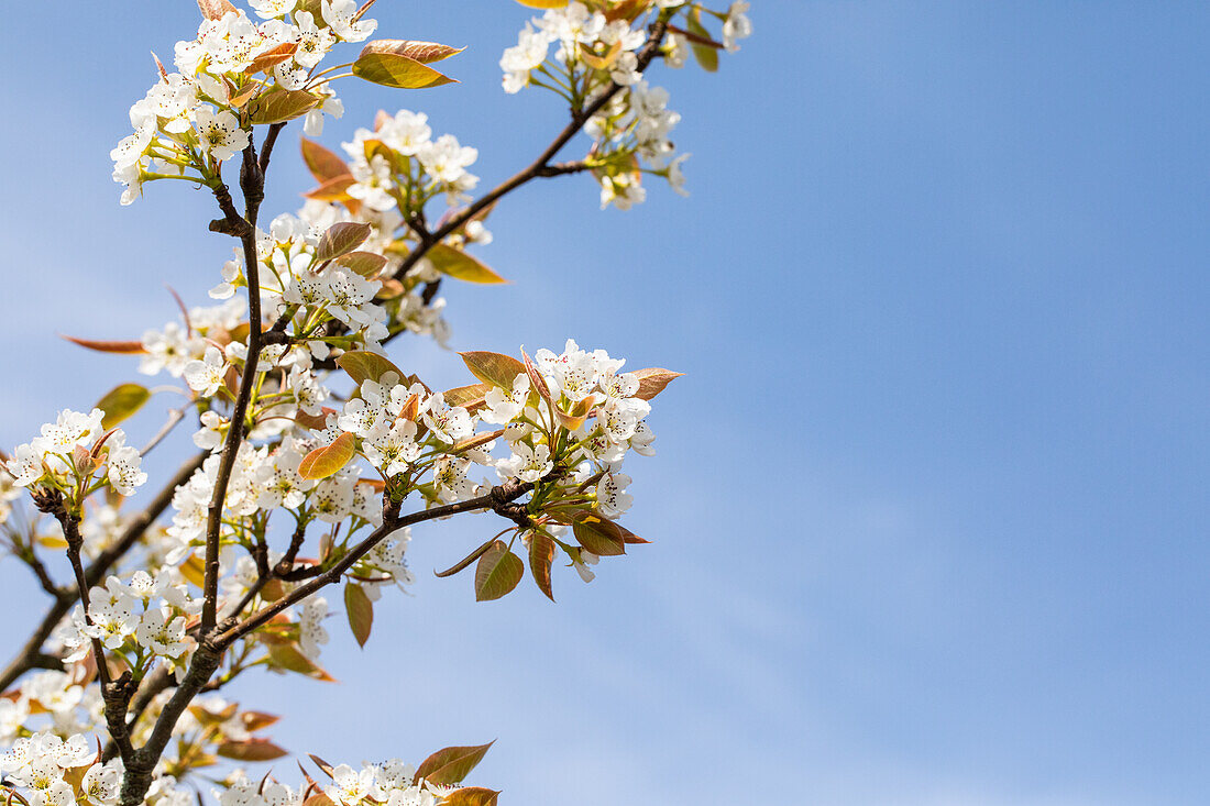 Pyrus pyrifolia 'Kumoi'