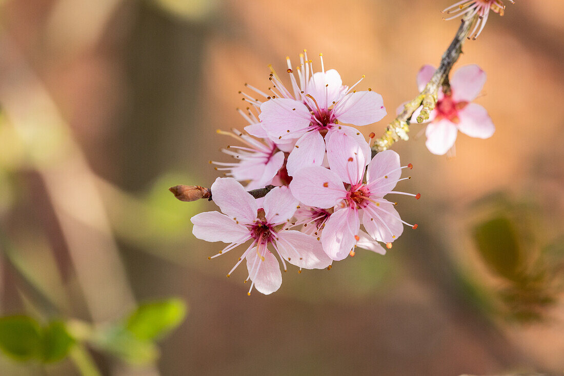 Prunus spinosa 'Purpurea'