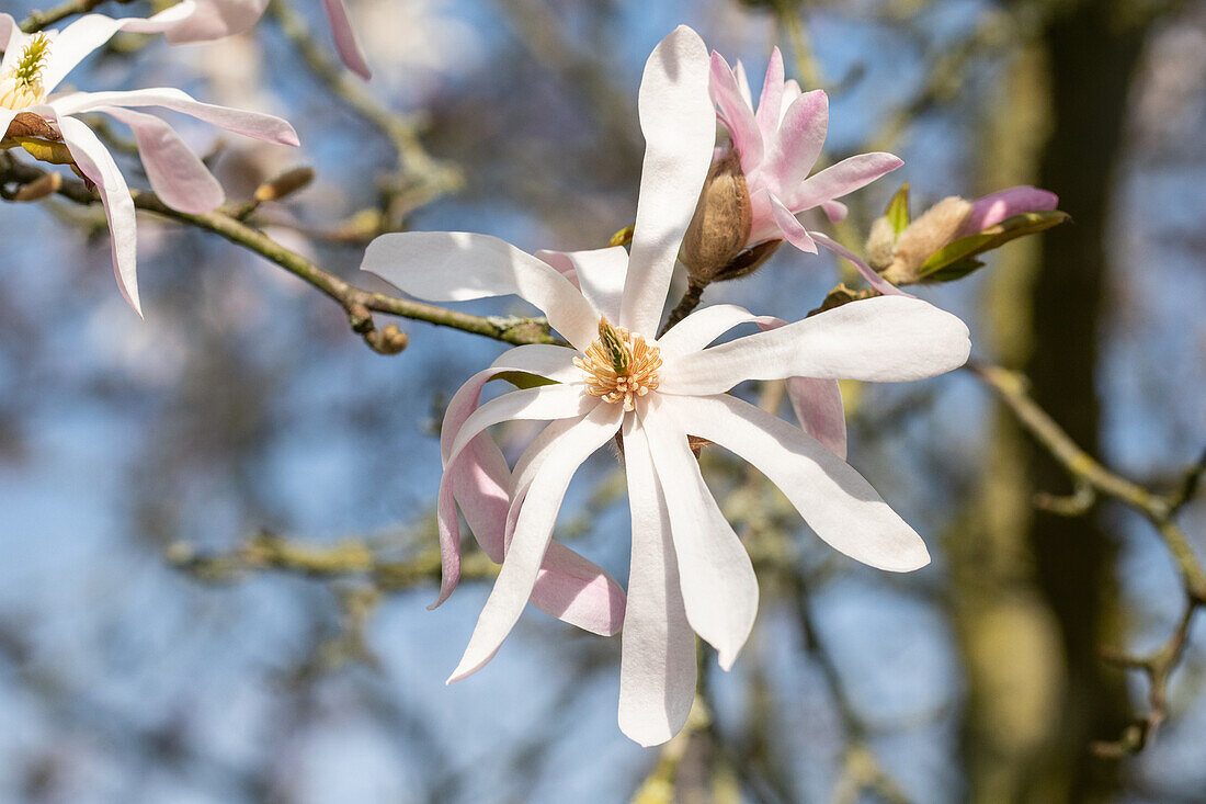 Magnolia x loebneri 'Leonard Messel'