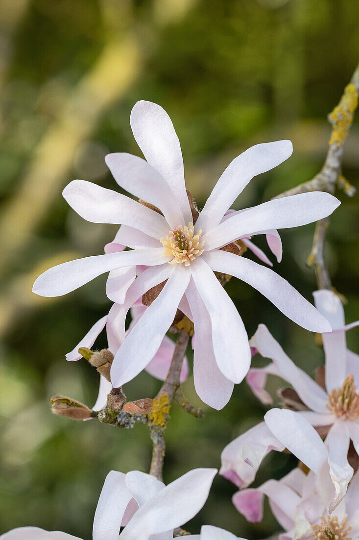 Magnolia x loebneri 'Leonard Messel'