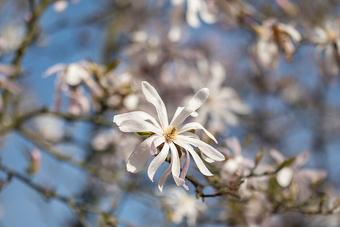 Magnolia x loebneri 'Leonard Messel'