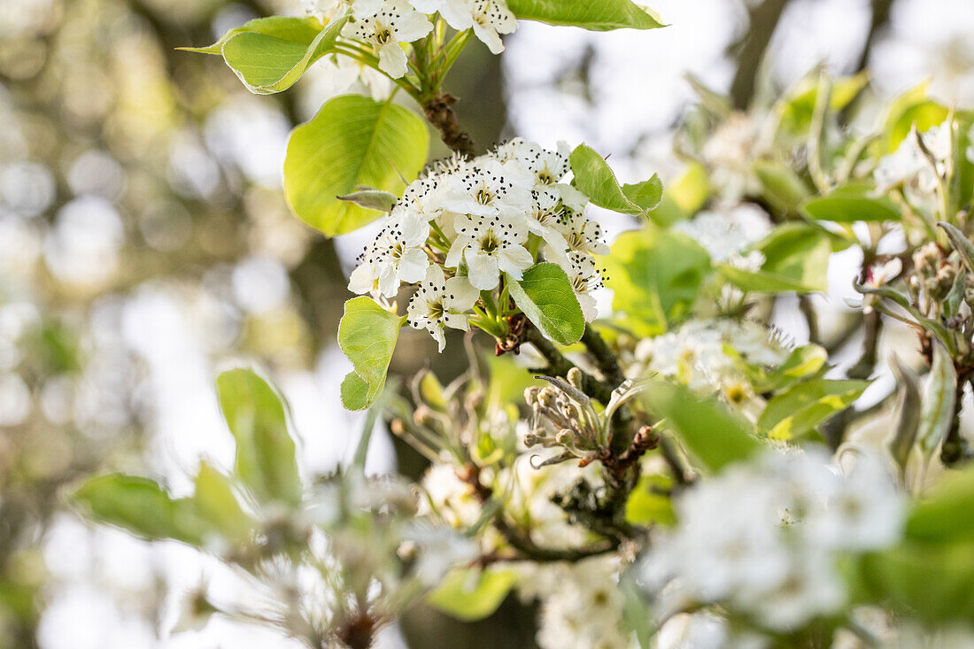 Pyrus calleryana 'Chanticleer'