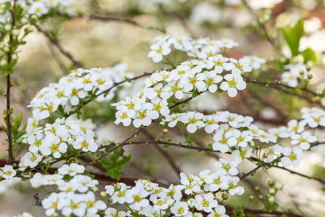 Spiraea x vanhouttei