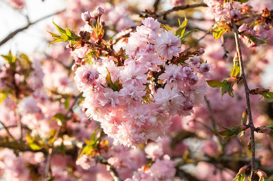 Prunus serrulata 'Kanzan'