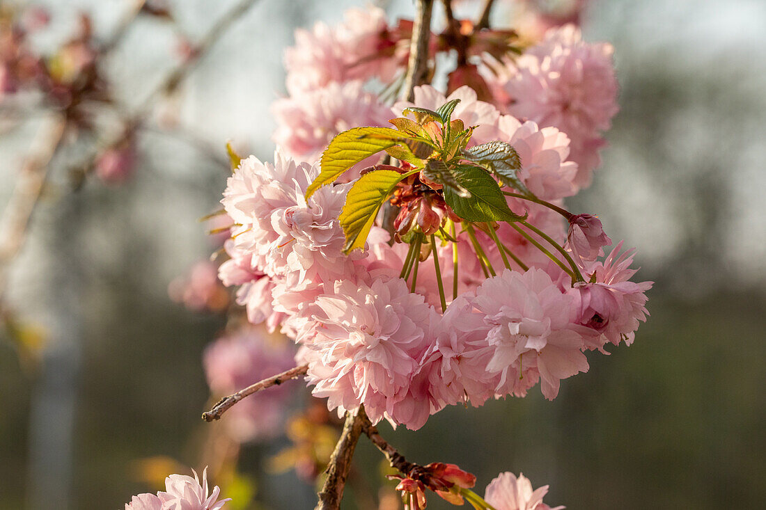 Prunus serrulata 'Kanzan'