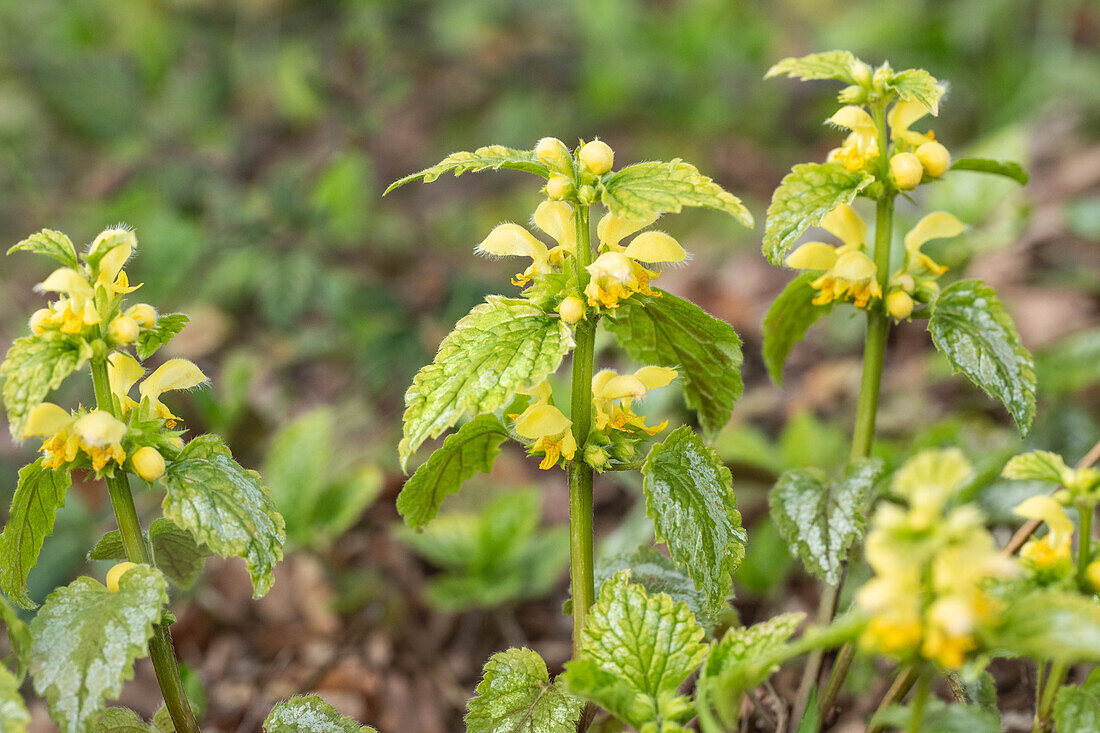 Lamium galeobdolon