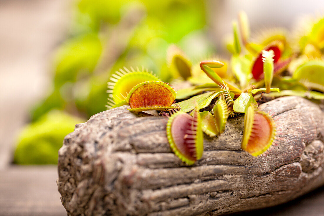 Dionaea muscipula