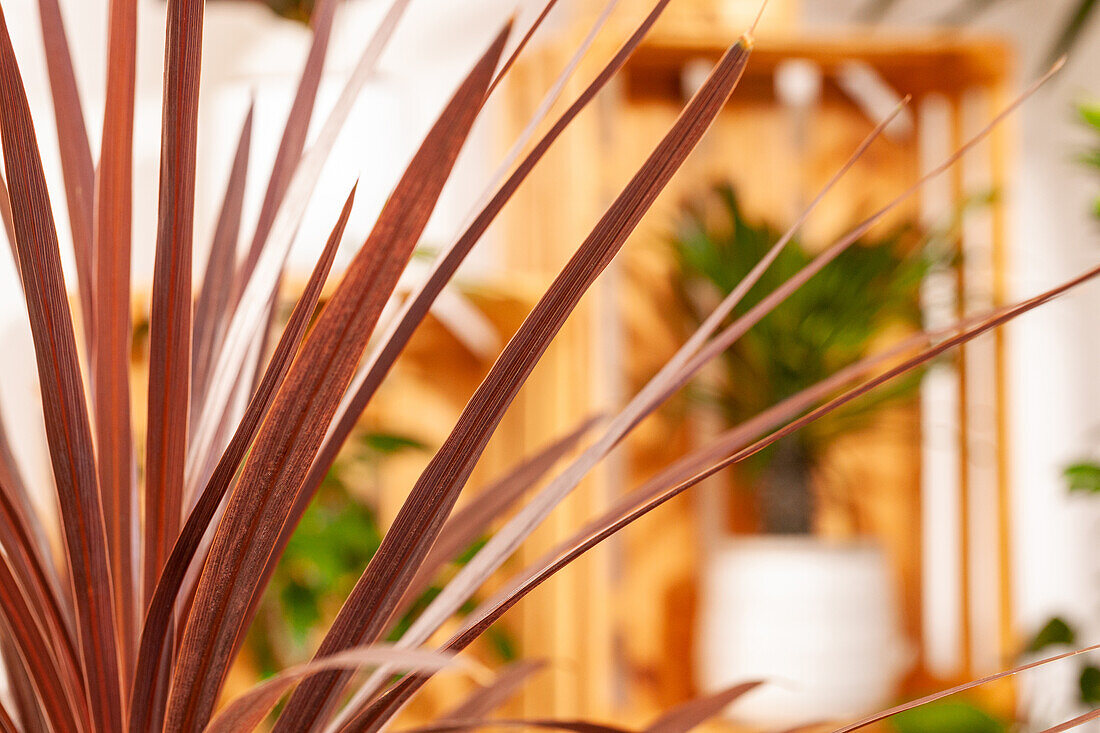 Cordyline australis 'Red Star'