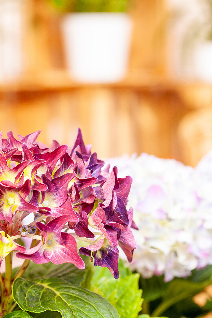 Hydrangea macrophylla, red