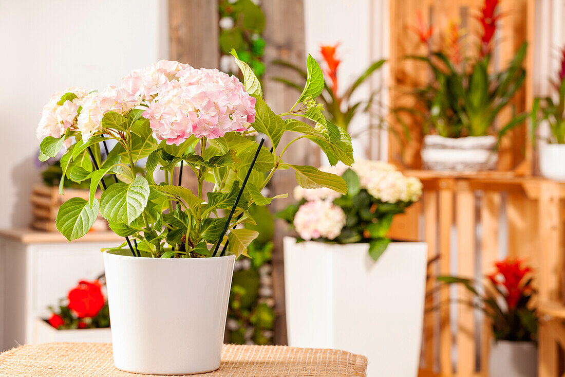 Hydrangea macrophylla, rosa