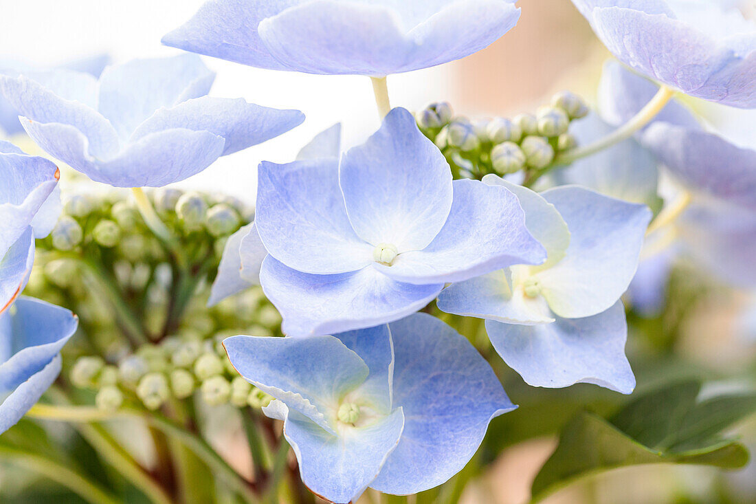 Hydrangea macrophylla, blau