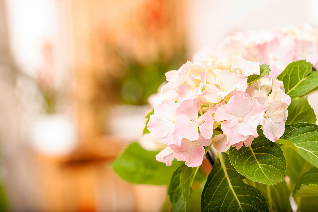 Hydrangea macrophylla, rosa