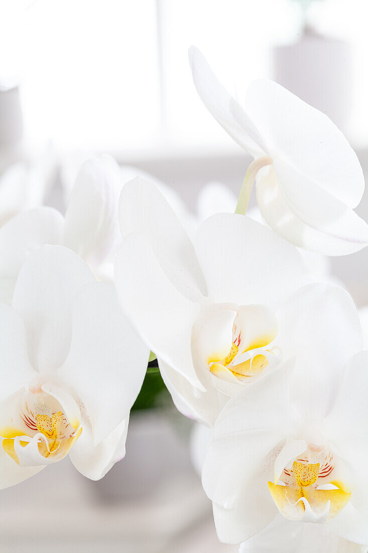 Phalaenopsis, white