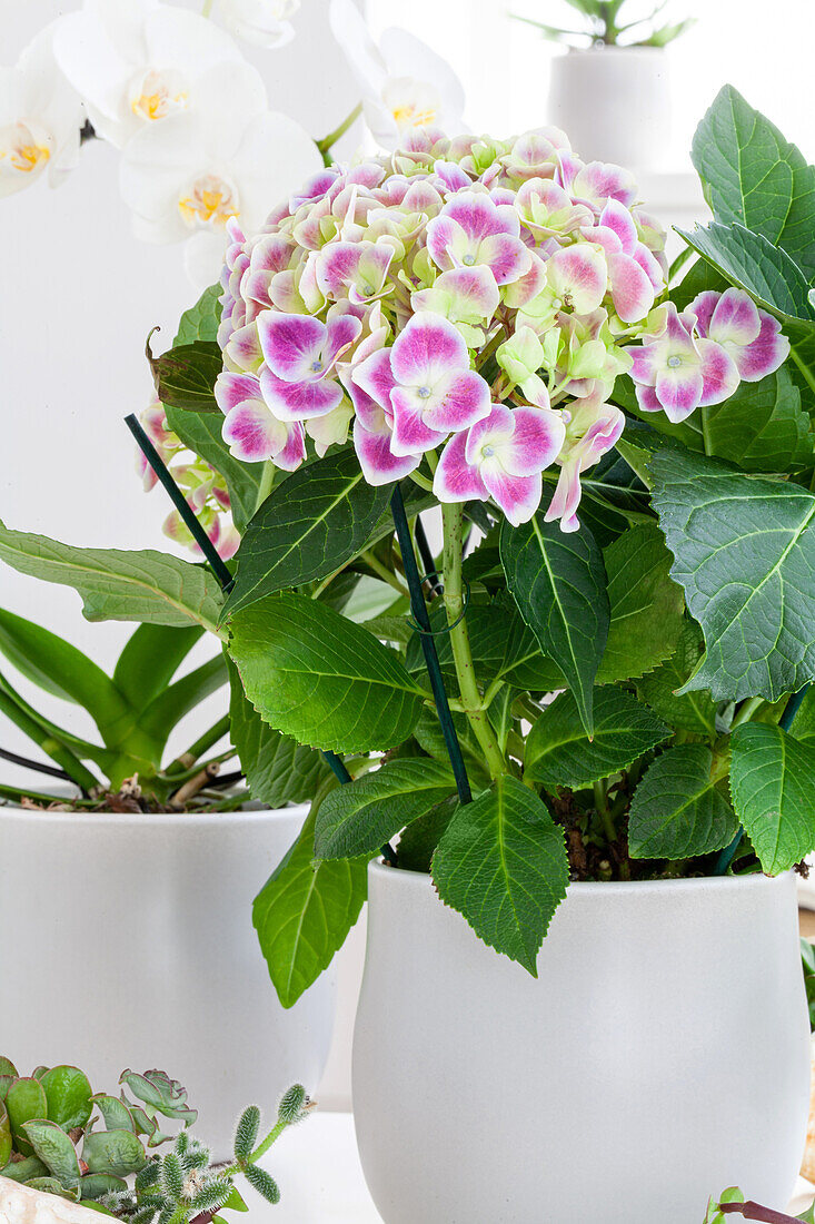 Hydrangea macrophylla, bicoloured