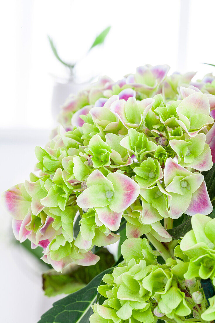 Hydrangea macrophylla, bicoloured