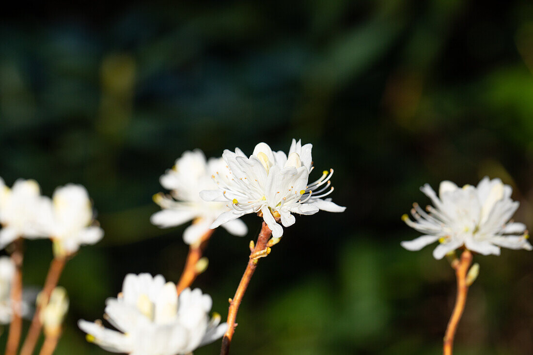 Rhododendron canadense 'Album'