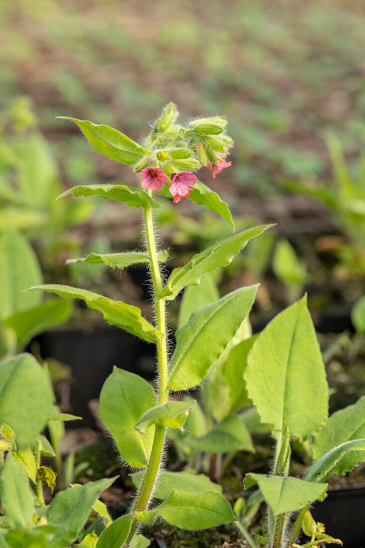 Pulmonaria rubra 'Redstart'