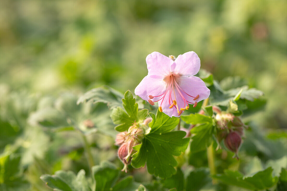 Geranium macrorrhizum 'Ingwersen'