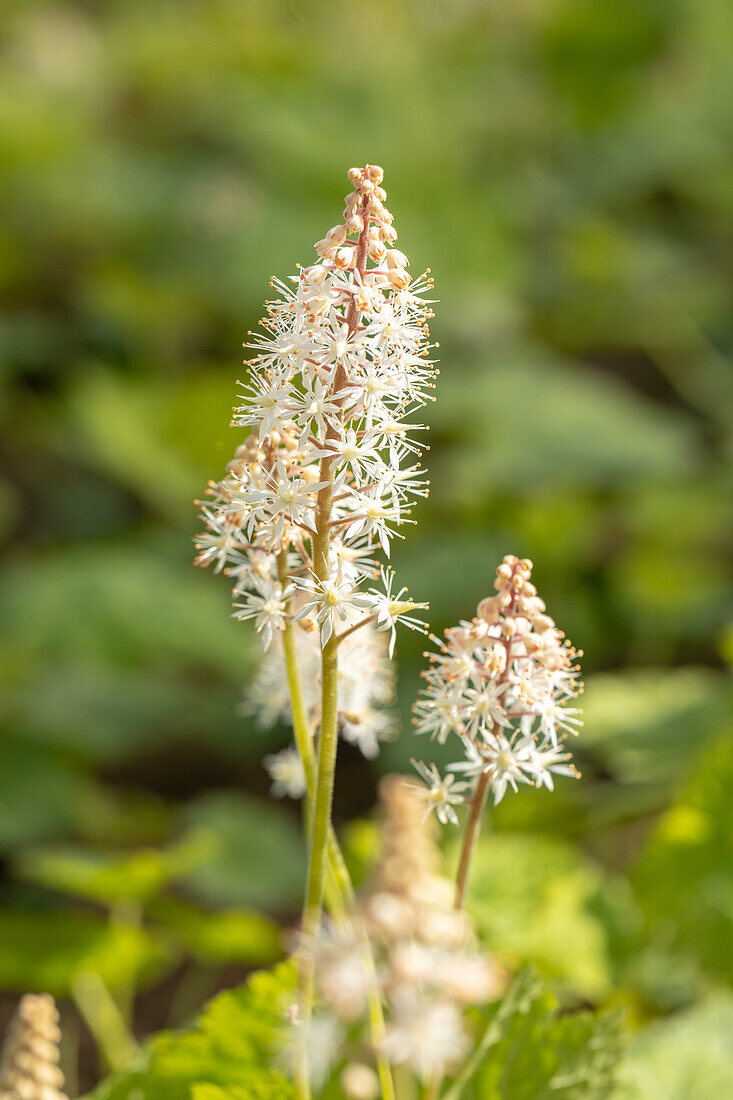 Tiarella cordifolia