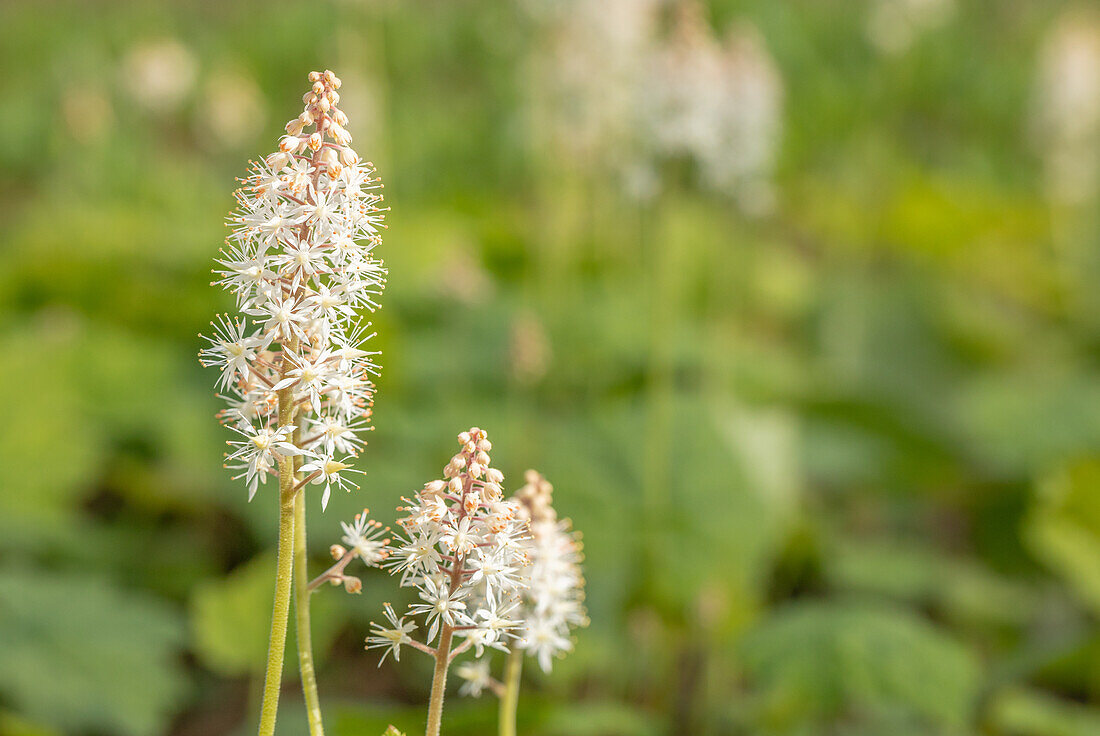 Tiarella cordifolia