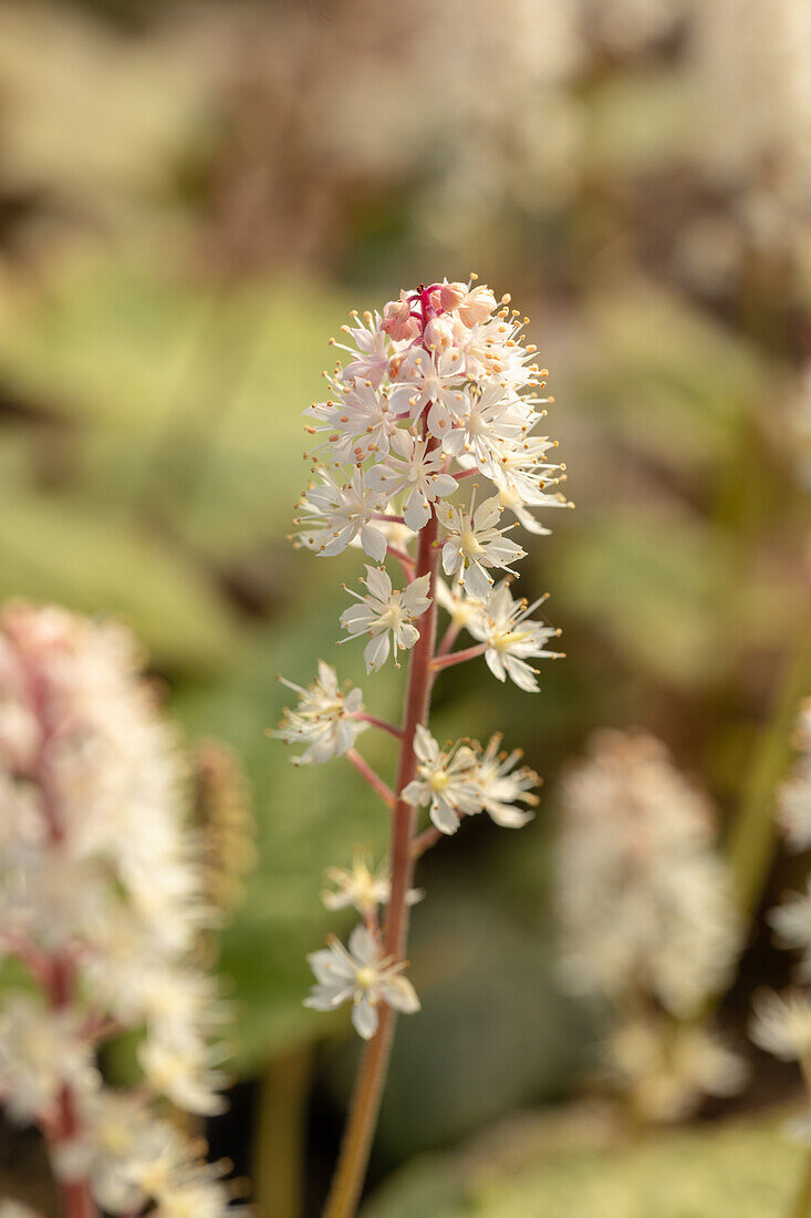 Tiarella wherryi