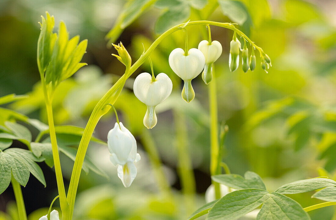 Dicentra spectabilis 'Alba'