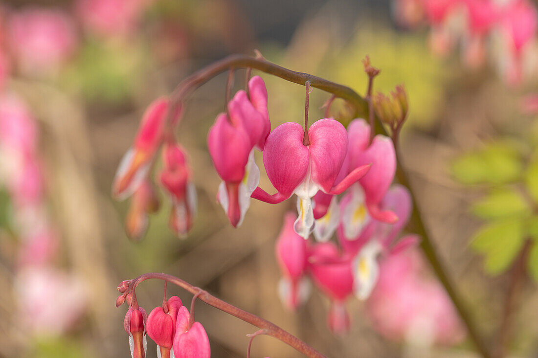 Dicentra spectabilis