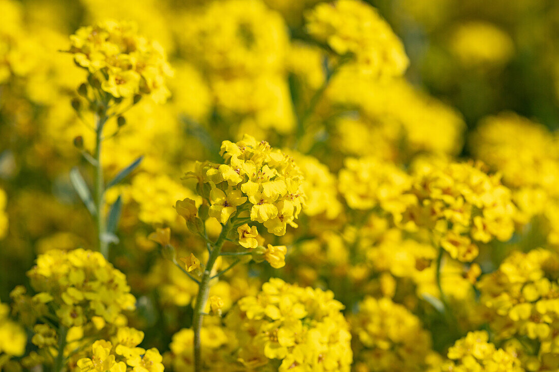 Alyssum montanum 'Berggold'